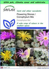 Saflax garden blumensteine gebraucht kaufen  Münster
