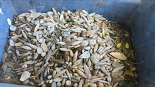 River find pounds for sale  Bonham
