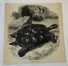 tortoise turtle for sale tortoise turtle for sale Wilmington