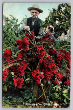 1908 growing tokay for sale  Currituck