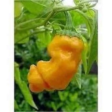Peperoncino capsicum annuum usato  Trappeto