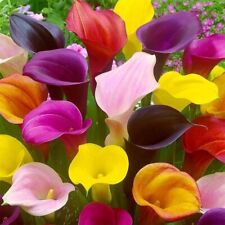 Calla lily bulbs for sale  Russell