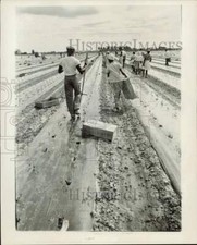1965 press photo for sale  Memphis