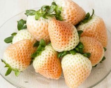 White wild strawberry for sale  Buffalo