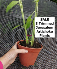Jerusalem artichoke plant for sale  WARRINGTON