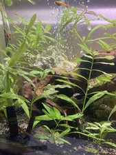 Oxygenating aquarium pond for sale  KINGS LANGLEY