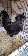 Crevecoeur hatching eggs for sale  Cavendish