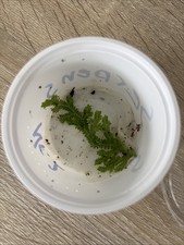 terrarium falltur gebraucht kaufen  Stuttgart