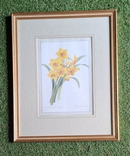 Narcissus taxeta pierre for sale  HASSOCKS