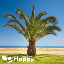 Canary island palm for sale  DONCASTER