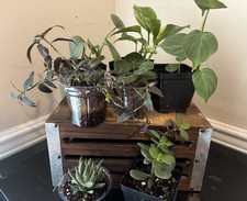 several houseplants for sale several houseplants for sale Chestertown