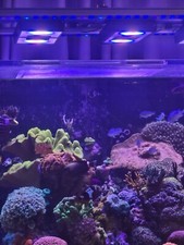 ecotech radion for sale ecotech radion for sale Port Wentworth
