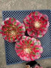 Imported chanel aeonium for sale  San Leandro