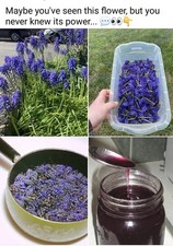 Grape hyacinth ornamental for sale  Free Soil