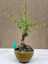 Old pomegranate bonsai for sale  Westminster