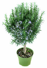 Rosmarin baum stamm gebraucht kaufen  Wesel