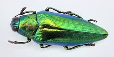 Buprestidae chrysochroa weyers gebraucht kaufen  Wadern