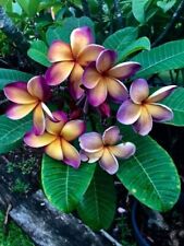 80001692 plumeria frangipani gebraucht kaufen  Reutlingen