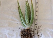 Aloe vera live for sale  Menifee