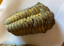 Trilobites fossils one for sale  BRACKNELL