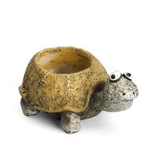 Preston baby tortoise for sale  Denver