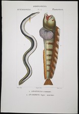 1831 pretre originale usato  Urbino