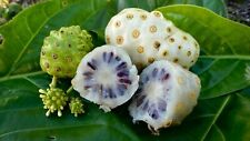 Noni mulberry indien d'occasion  Expédié en France