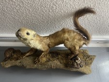 Tierpräperrat ausgestopftesti gebraucht kaufen  Deutschland