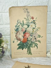 Antica stampa botanica usato  Castell Alfero