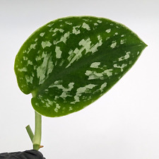 Satin pothos indoor for sale  UK