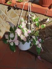 Talea tradescantia blushing usato  Barcellona Pozzo di Gotto