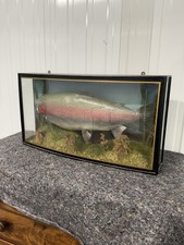 Vintage taxidermy rainbow for sale  CHERTSEY