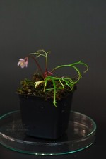 terrarium kameleona na sprzedaż  PL