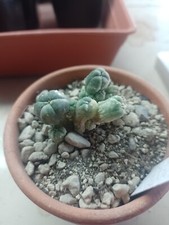 Cactus variegato own usato  Quartu Sant Elena