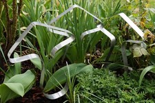 Xxl pilze 2st gebraucht kaufen  Remscheid
