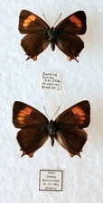 Thecia betulae brown for sale  SLEAFORD
