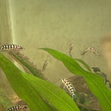 Pack julidochromis transcriptu for sale  Surprise