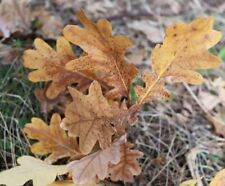 Real oak leaves for sale  Andover