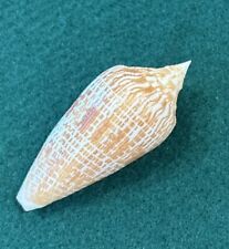 Conus duplicatus armadillo for sale  Lewes