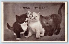 Cute cat kittens for sale  Terre Haute