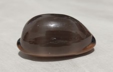 Cypraea lurida 3cm usato  Mazzarrone