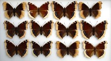 Old collections bred for sale  PERSHORE