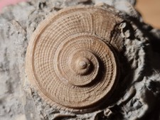 Gasteropode fossile obornella d'occasion  Sessenheim