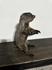 Taxidermy standing baby for sale  New York