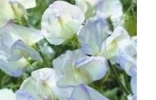 Sweetpea mini plug for sale  SWANLEY