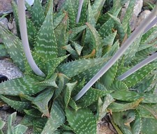 Aloe saponaria soap for sale  Lecanto