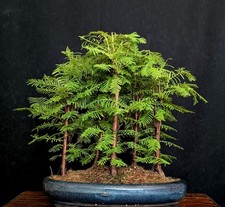 bonsai wald gebraucht kaufen bonsai wald gebraucht kaufen Bielefeld