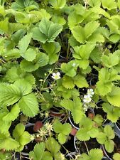 Grow strawberries 24 for sale  NEWRY
