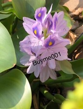 Four pond plant for sale  Downey