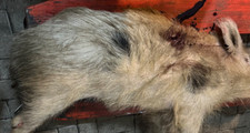 wildschweinfell gebraucht kaufen wildschweinfell gebraucht kaufen Hamm